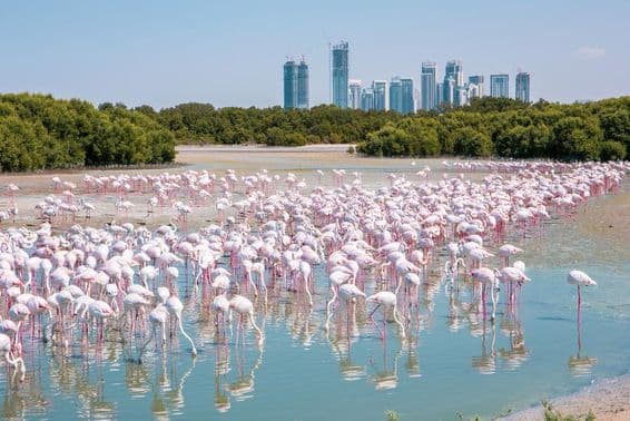 Milhares de flamingos maiores (Phoenicopterus roseus) na reserva de vida selvagem Ras Al Khor em Dubai.