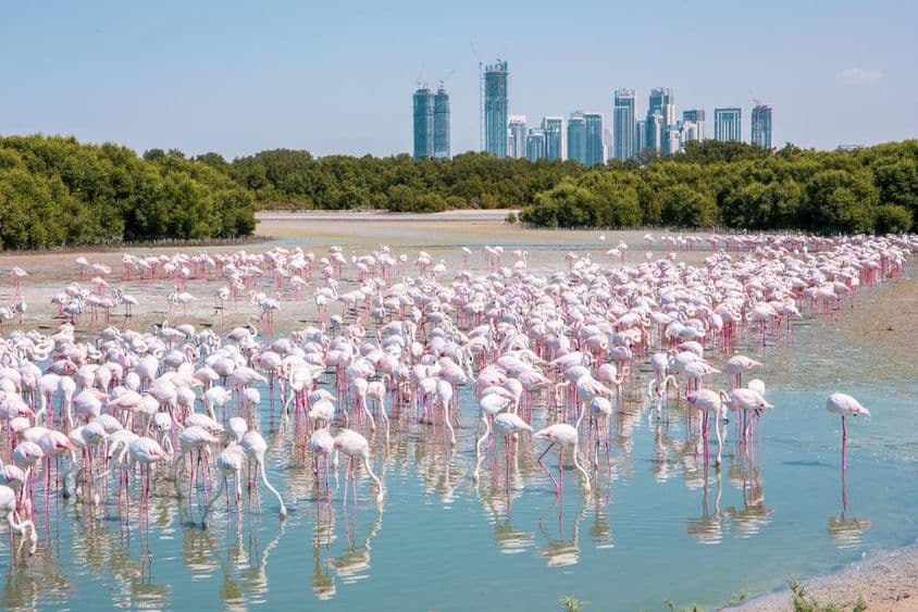 Milhares de flamingos maiores (Phoenicopterus roseus) na reserva de vida selvagem Ras Al Khor em Dubai.