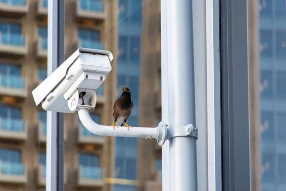 Pássaro em uma câmera de segurança CCTV na cidade de Dubai.