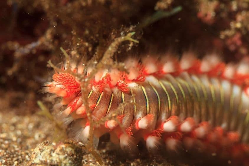 Vermes-de-fogo no mar.