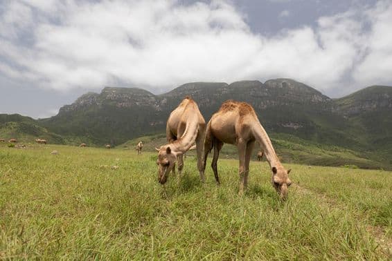 Camelos omanenses em Salalah.