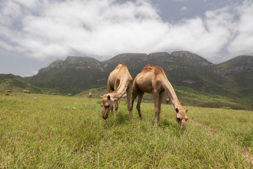 Camelos omanenses em Salalah.