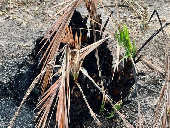 Árvore de palmeira queimada com verde novo crescendo.