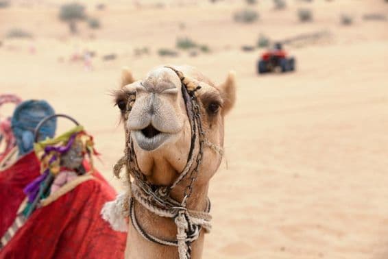 Um camelo árabe no deserto de Dubai.