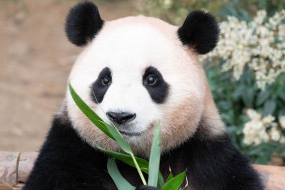 Panda gigante, Fu Bao, comendo folhas de bambu.