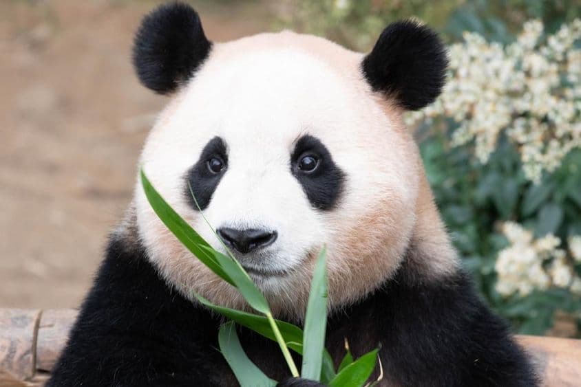 Panda gigante, Fu Bao, comendo folhas de bambu.