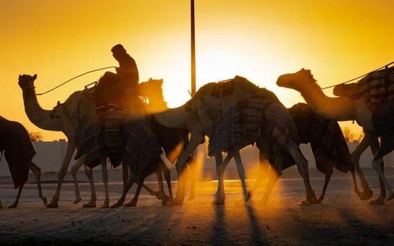 Camelos caminhando ao pôr do sol.