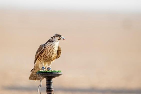 Falcão em treinamento no deserto em Mesaieed, Qatar.