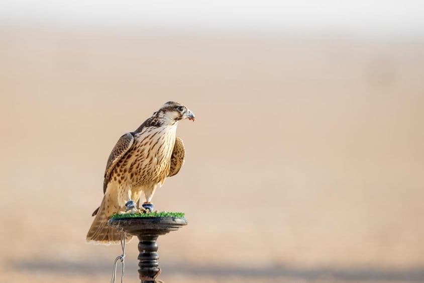 Falcão em treinamento no deserto em Mesaieed, Qatar.