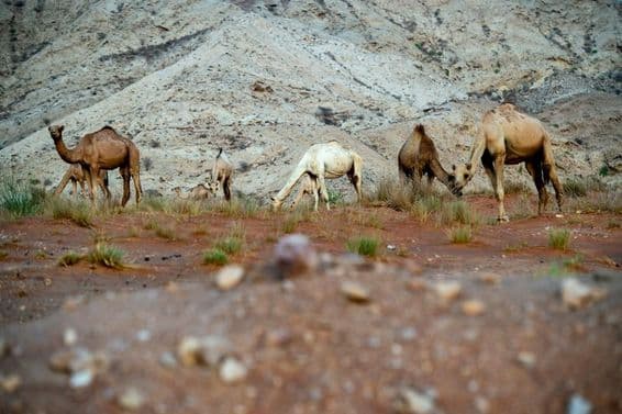 A área do deserto de Al Faya no distrito de Sharjah, recém-registrada como Patrimônio Mundial da UNESCO.