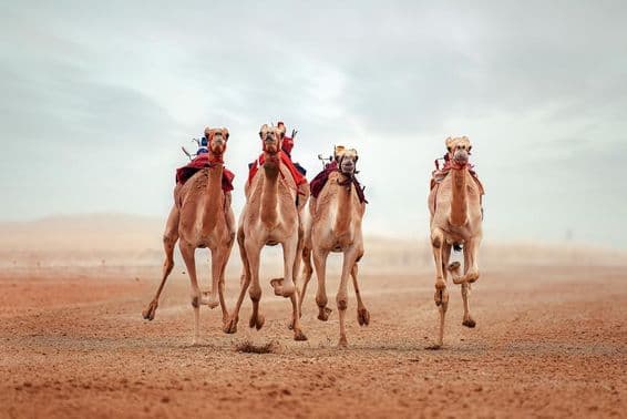 Pista de Corrida de Camelos Shahaniyah, Catar.