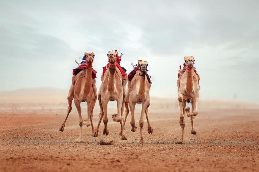 Pista de Corrida de Camelos Shahaniyah, Catar.