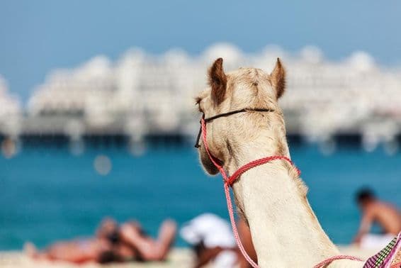 Andar de camelo é muito popular no inverno e clima frio em Dubai.