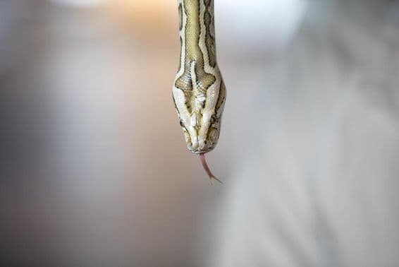 Retrato em close de uma jovem píton birmanesa com padrão amarelo.