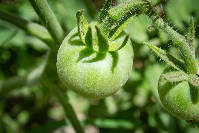 Dubai, Emirados Árabes Unidos, um tomate verde.