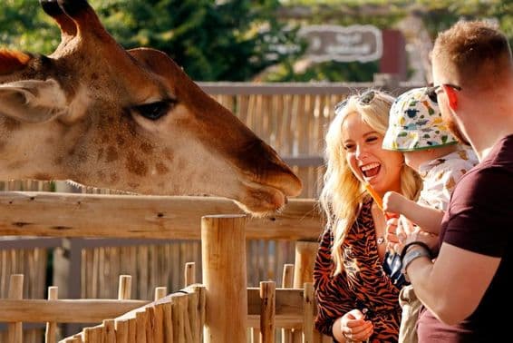 Família aproveitando para alimentar girafas no Dubai Safari Park.