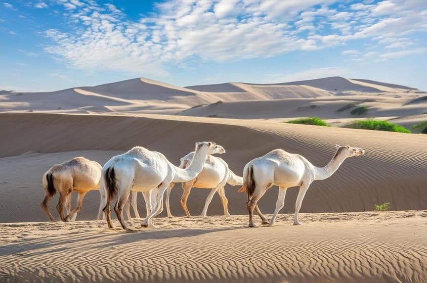 Um grupo de camelos caminhando no deserto de Liwa, Abu Dhabi.