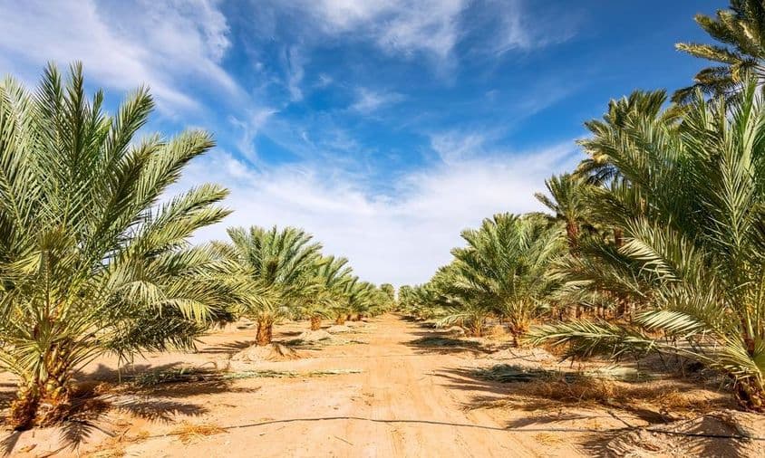 Plantação jovem de tamareiras para produção de alimentos saudáveis.