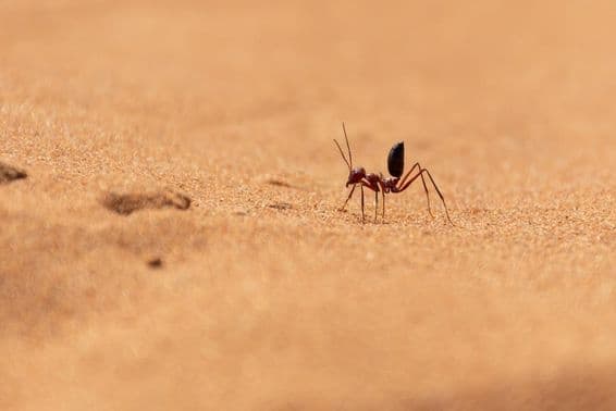 Formiga do deserto do Saara correndo nas dunas de areia em Ras al Khaimah.