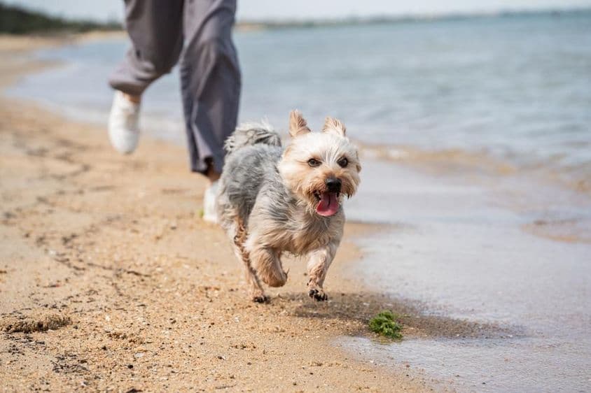 Uma pessoa caminhando com um cachorro na praia.
