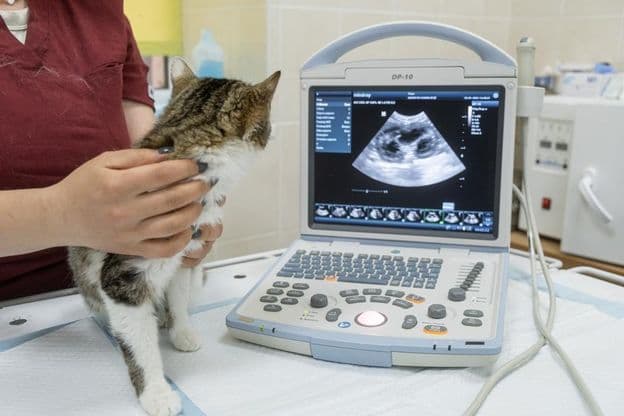 Um gatinho sentado em frente a uma máquina de ultrassom em uma clínica veterinária moderna.