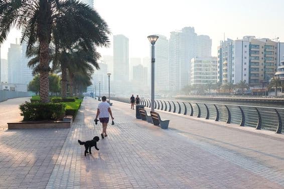 Uma mulher caminha com seu cão na cidade sob a luz do sol da manhã.