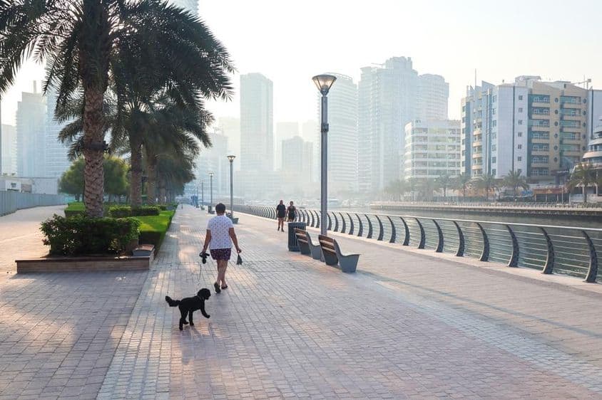 Uma mulher caminha com seu cão na cidade sob a luz do sol da manhã.