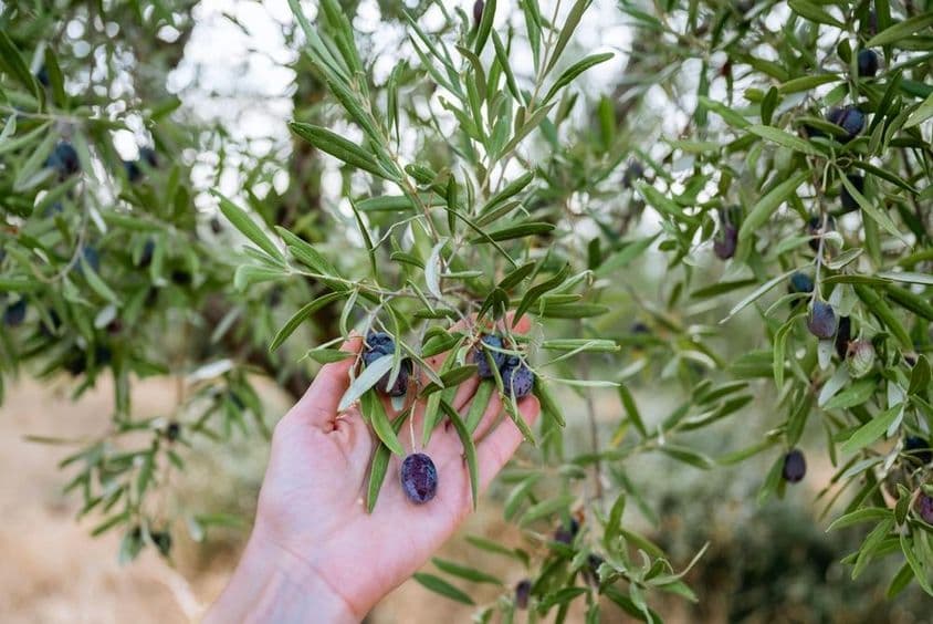 Uma mão segurando uma azeitona azul em uma oliveira.