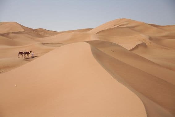 Camelos no deserto em Dubai.