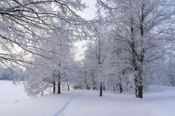 Dia nevado, árvores congeladas e caminho pela floresta