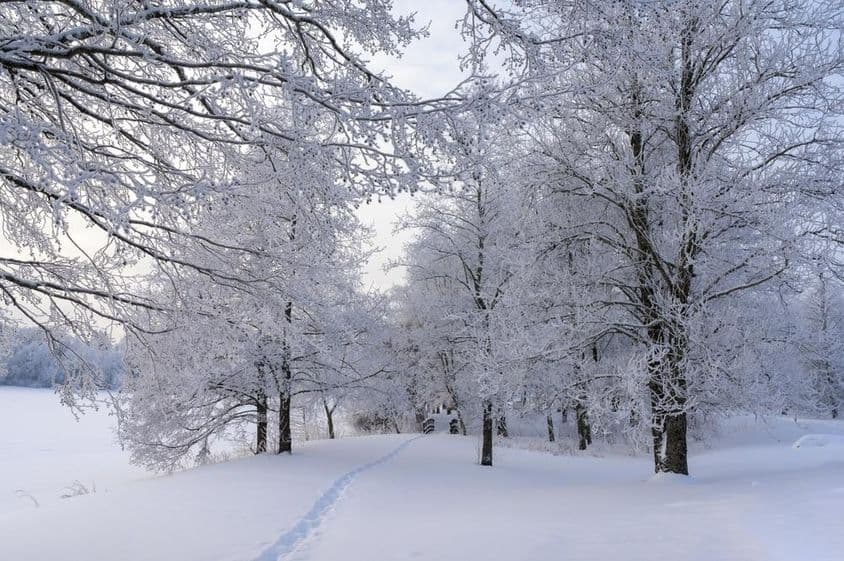 Dia nevado, árvores congeladas e caminho pela floresta
