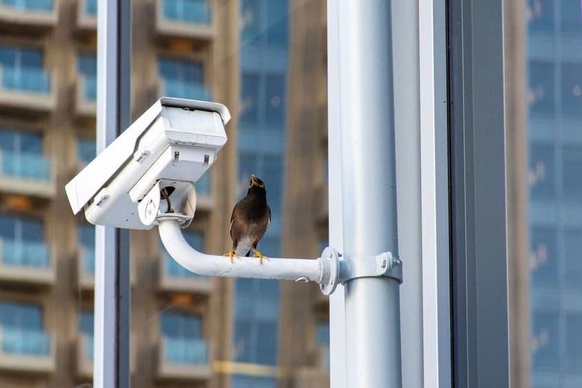 Pássaro sobre câmera de segurança CCTV na cidade de Dubai.