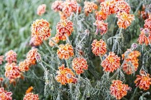 Geada branca cobrindo vibrantes calêndulas laranja.