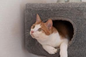 Gato descansando em uma torre de gatos.