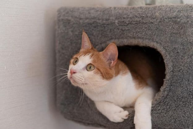Gato descansando em uma torre de gatos.