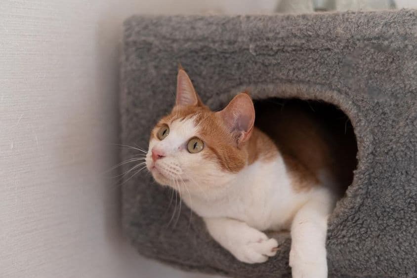 Gato descansando em uma torre de gatos.