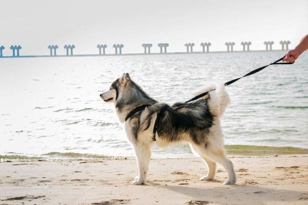 Cachorro Malamute em uma praia em Dubai.