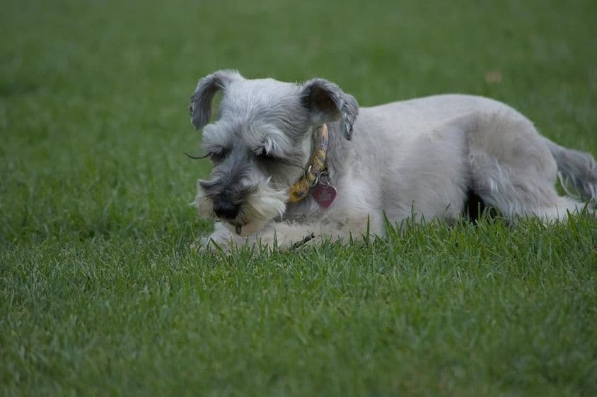 Mini schnauzer descansando na grama