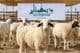 Preparações para o Qurbani em Dubai
